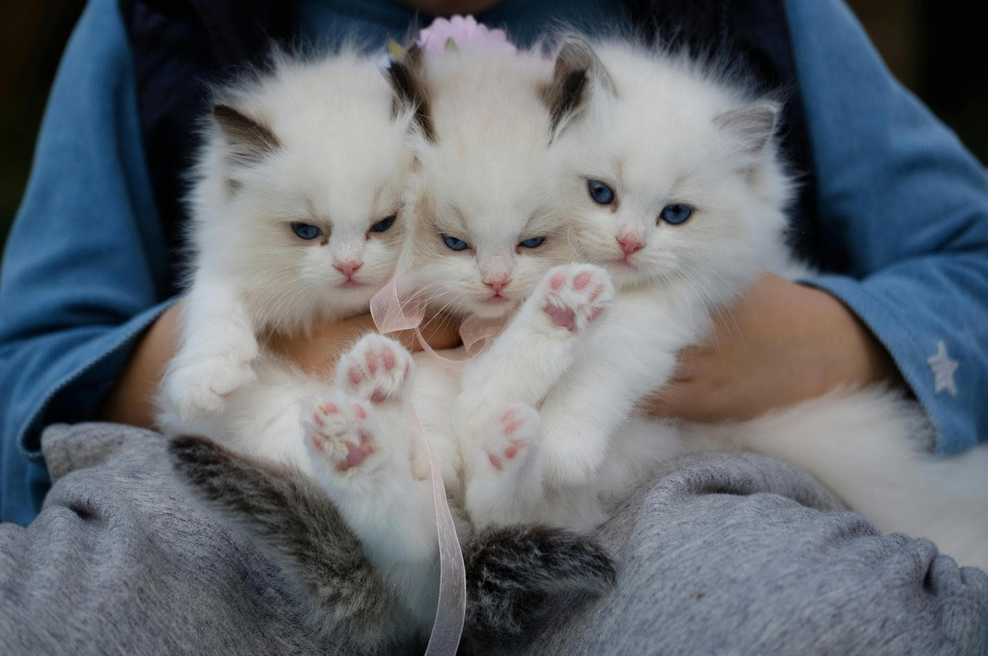 Rabbit Spay Castrate Neutering Prices in Crawley