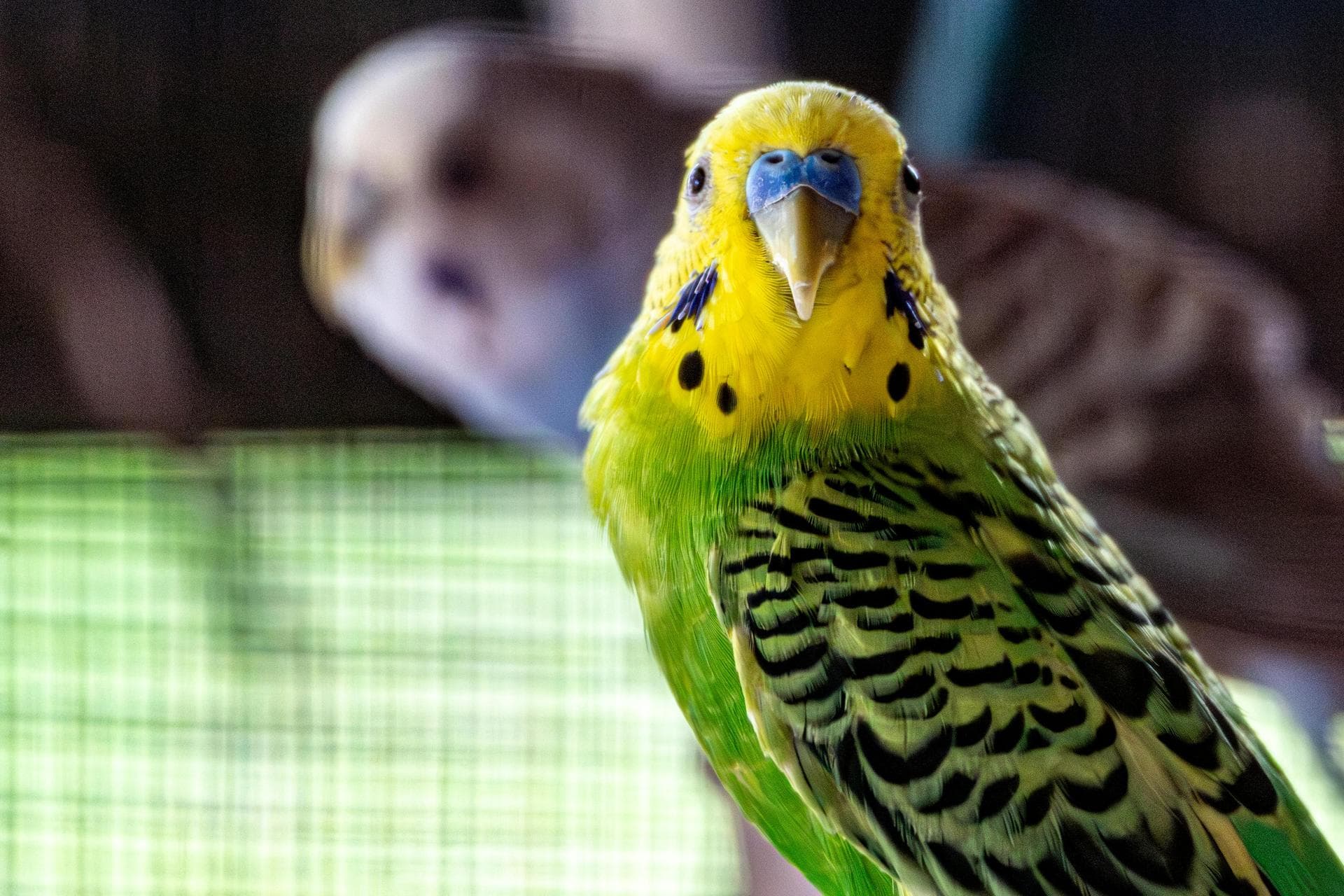 Emergency Vets in Crawley