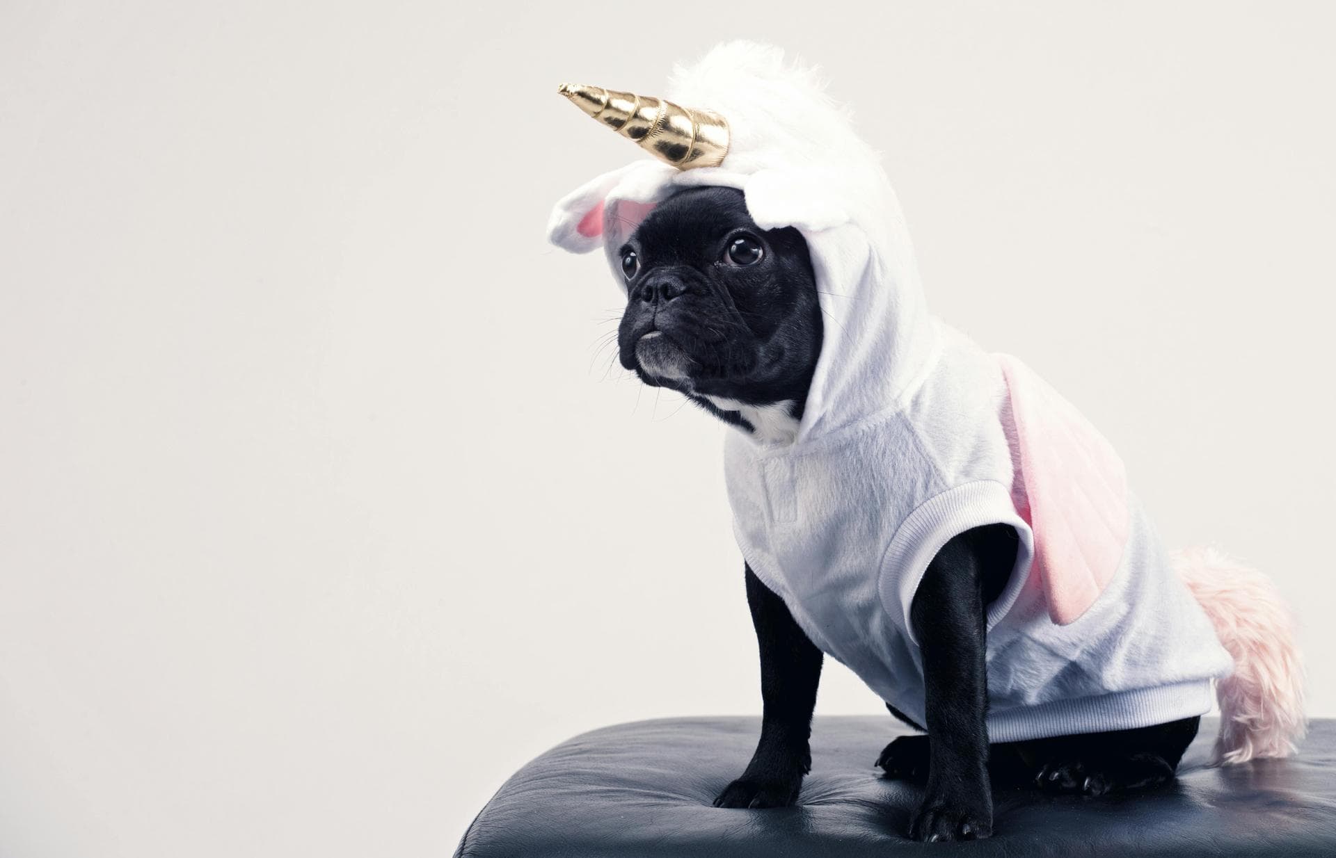 Dog Dental Prices in Crawley