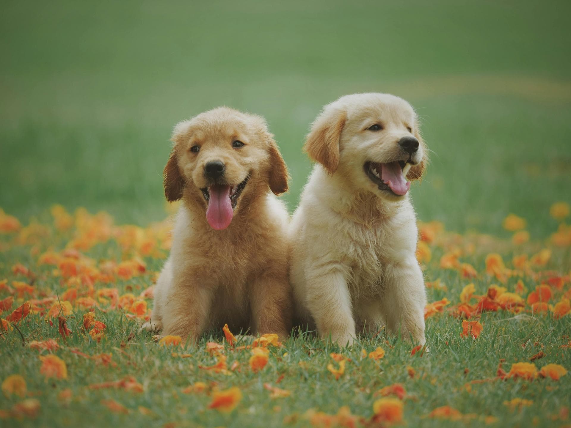 Pet Microchipping Prices in Crawley