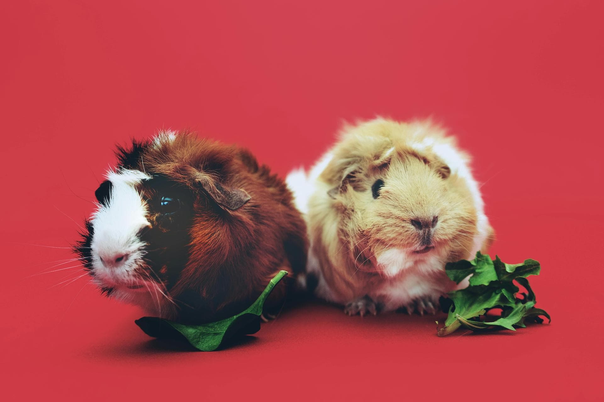 Rabbit Vaccinations Vhd Myxo Prices in Crawley