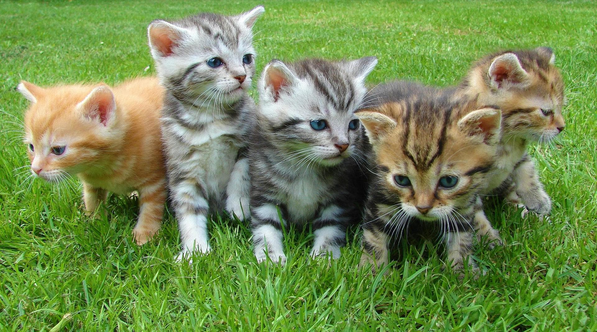Vet Consultation Prices in Crawley
