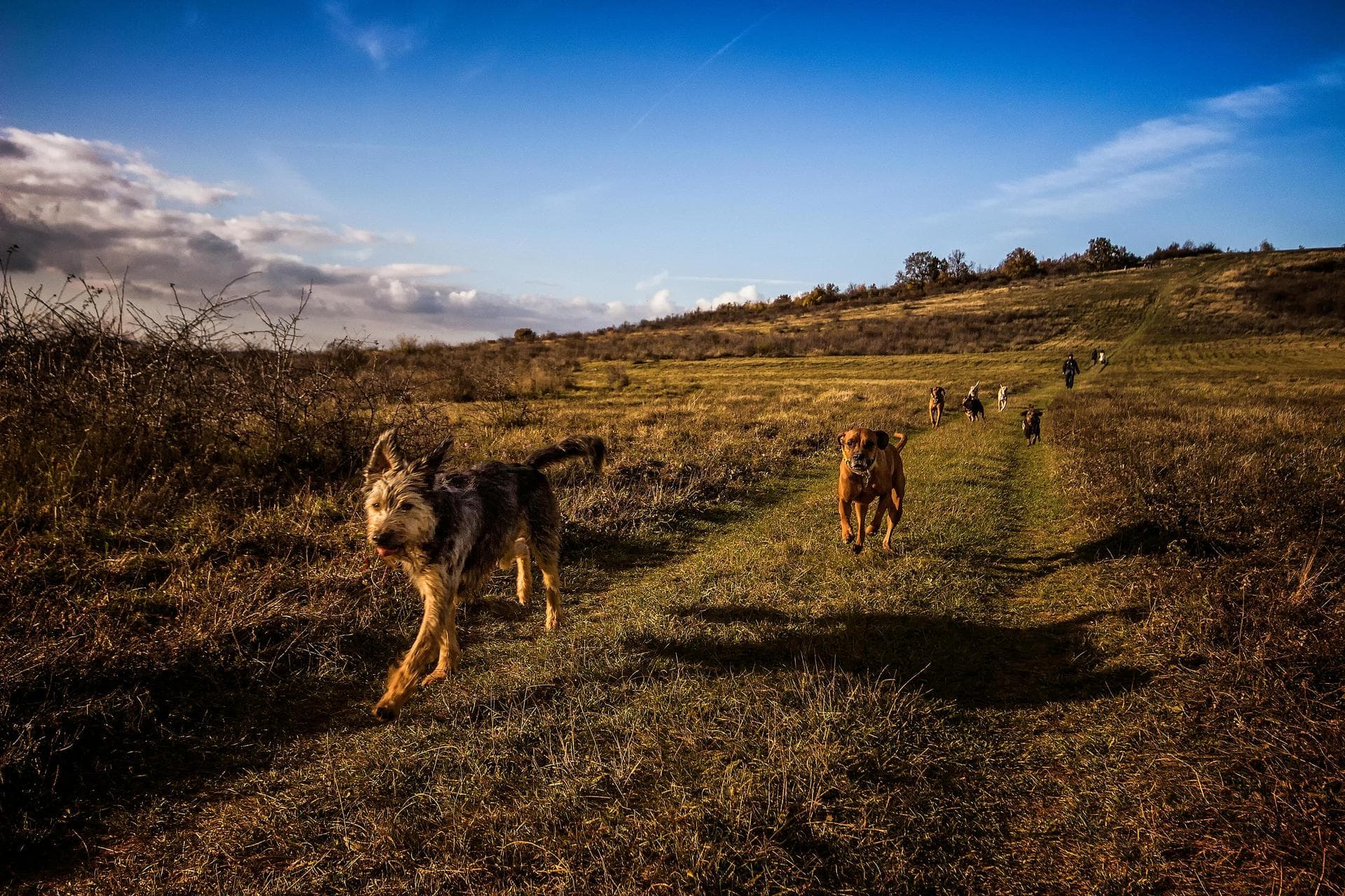 Best Vets in Crawley