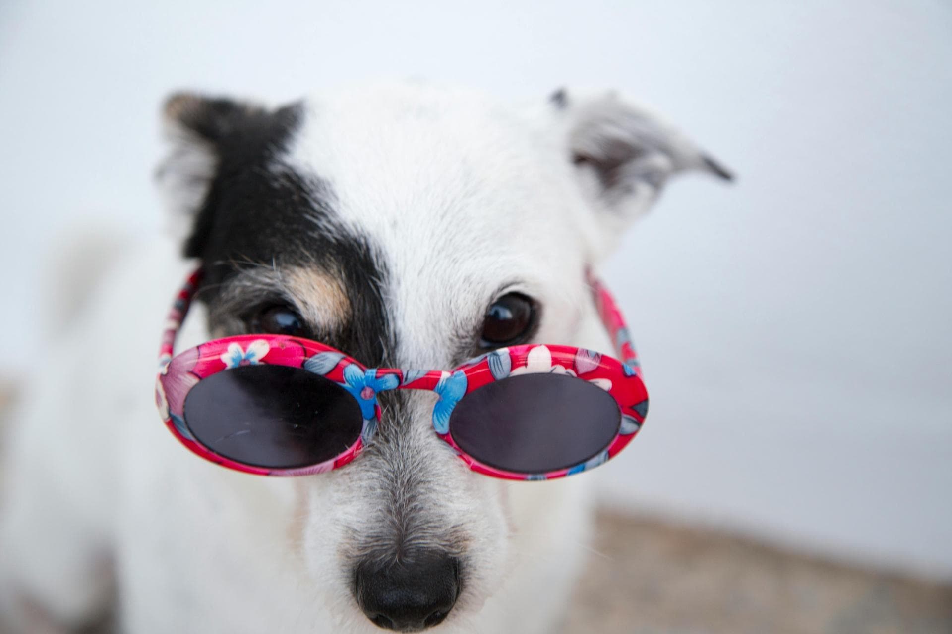 Emergency vets in Crawley