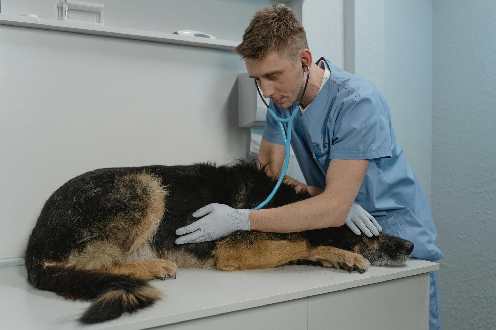 Dog Puppy Vaccinations Kennel Cough Prices in Crawley